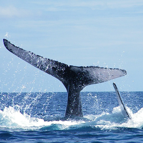 Baleines à bosse