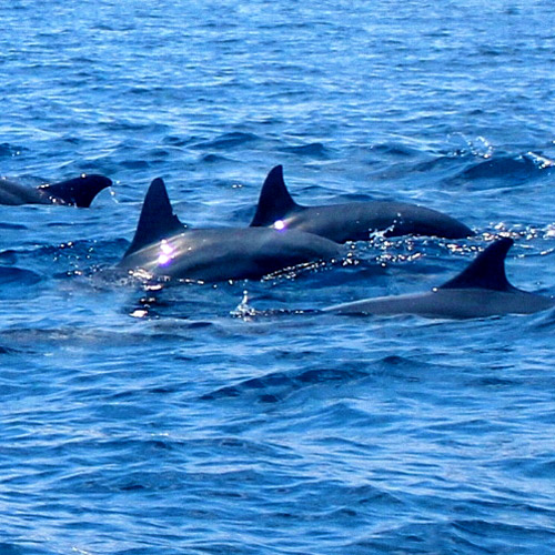 Dauphins