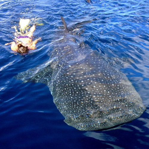 Requin baleine