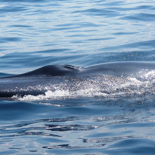 Rorqual d'Omura