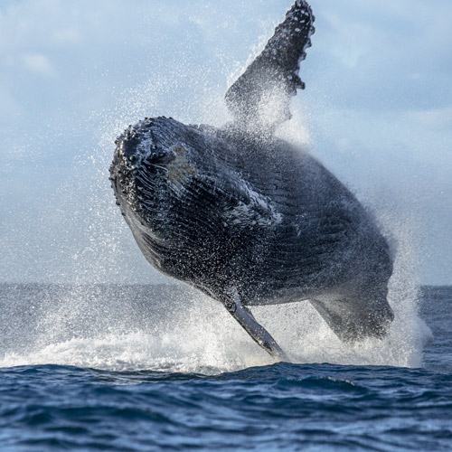 whale safari