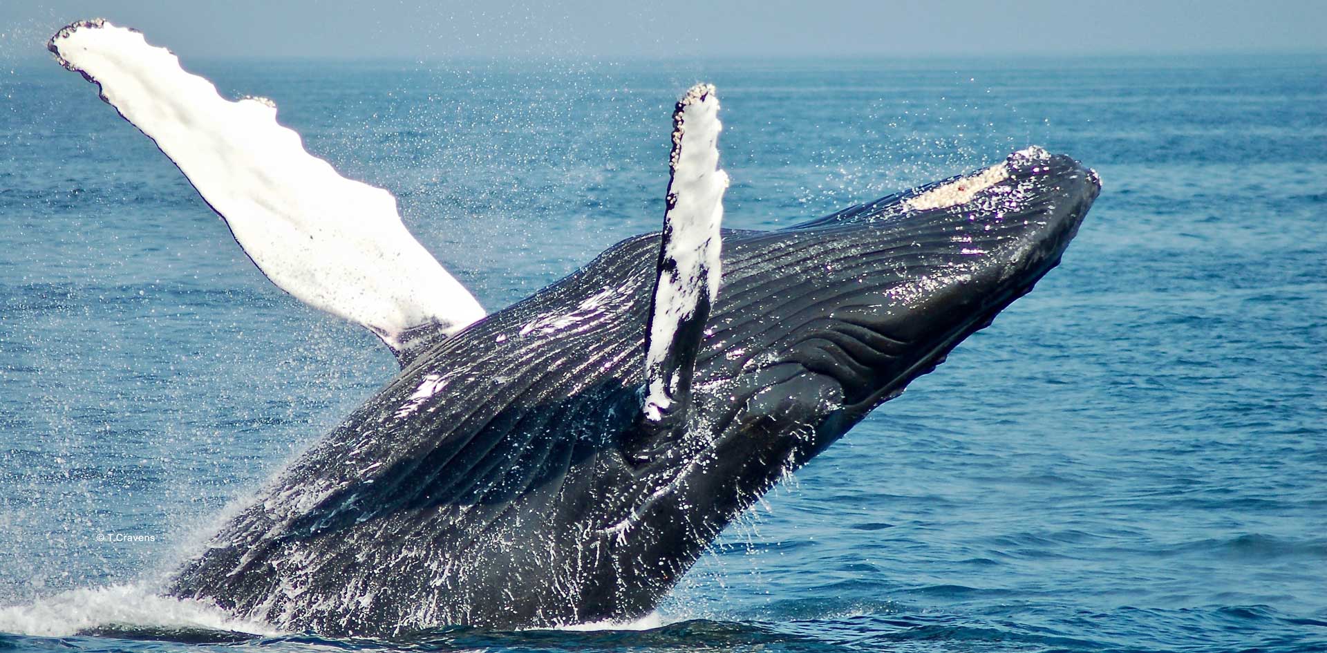 baleines à bosse