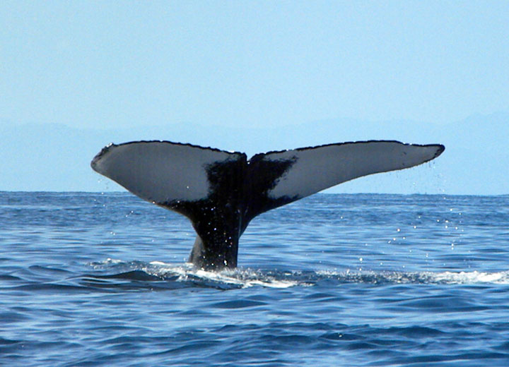 caudale baleine à bosse