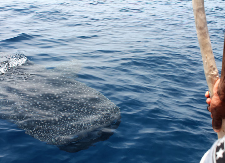 requin baleine depuis la surface