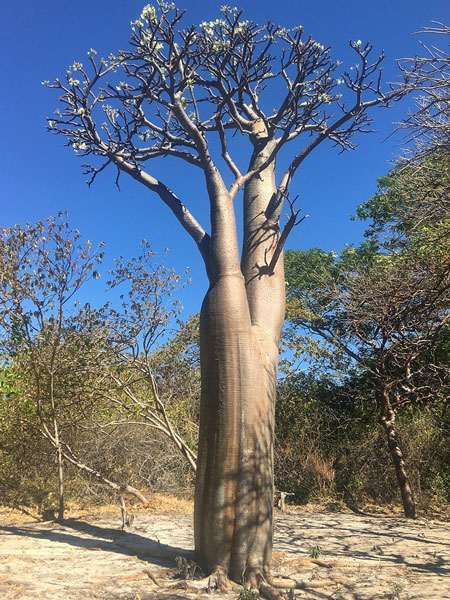 pachypodium