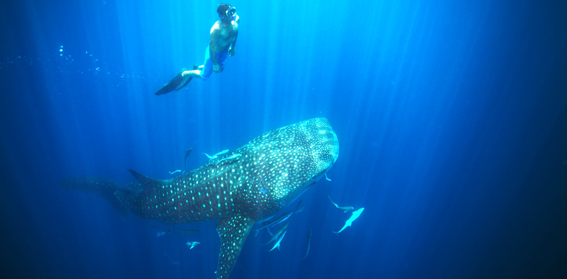 nager avec le requin baleine