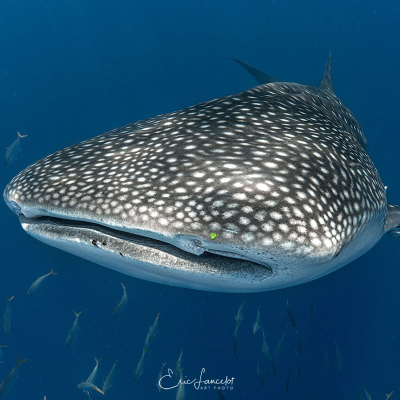 le requin baleine, le plus gros poisson de monde
