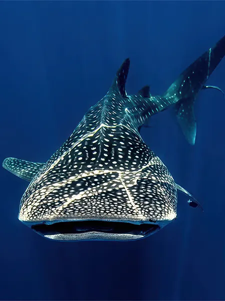 Whale shark from the front