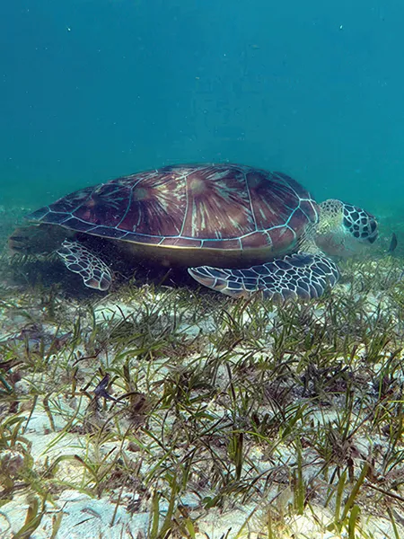turtle underwater