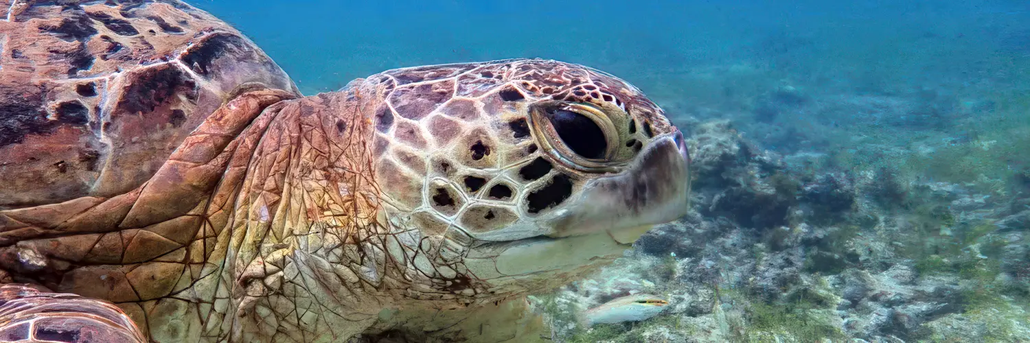 Green turtle seagrass bed