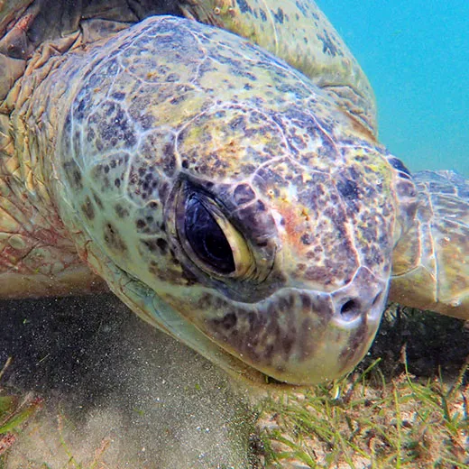 Green turtle in a seagrass bed