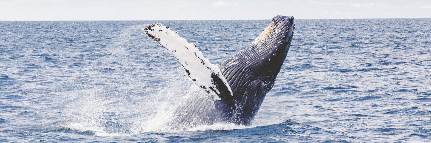 humpback whale