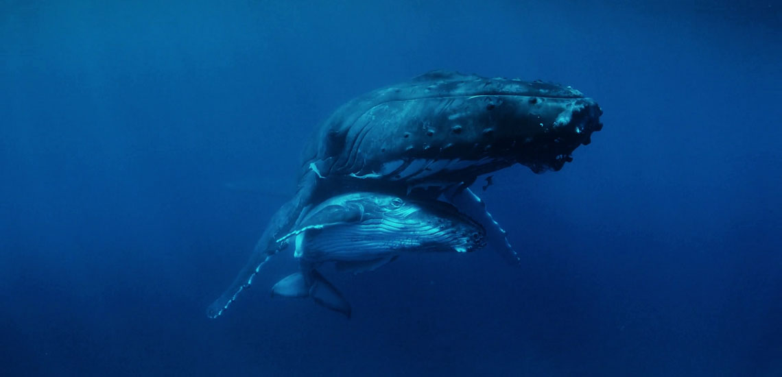 sous l'eau avec le baleineau