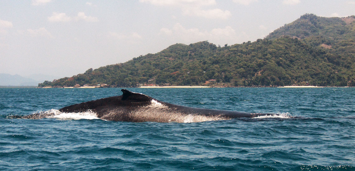 baleine devant nosy komba