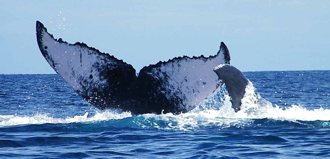 parade baleine à bosse