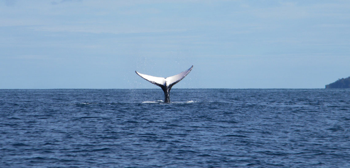 queue baleine à bosse