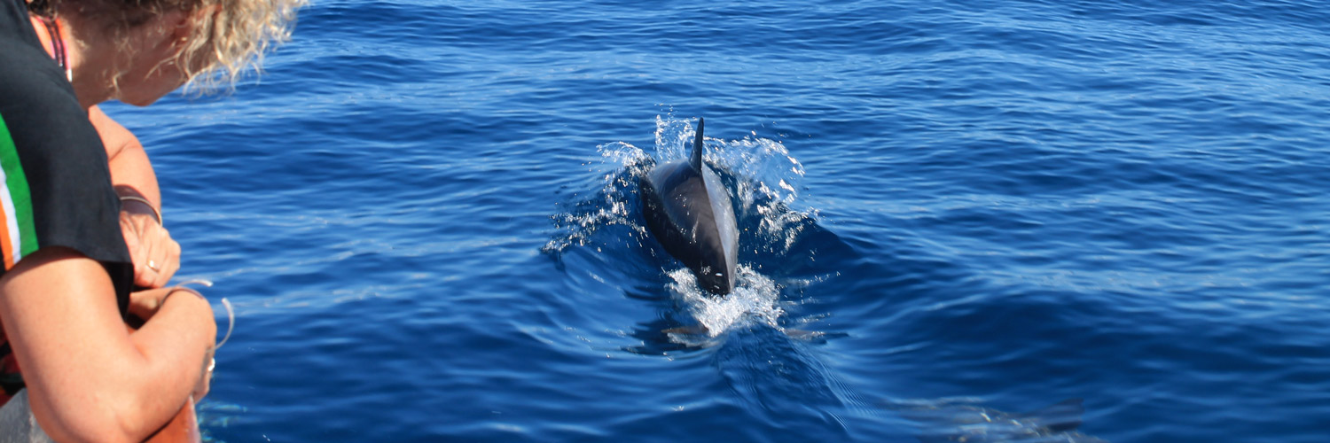 dauphin depuis le bateau