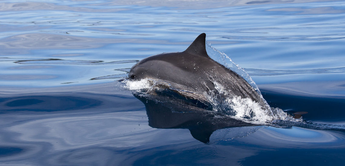 dolphin iranja