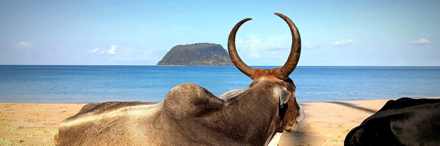 zebu on the beach in front of nosy ankarea