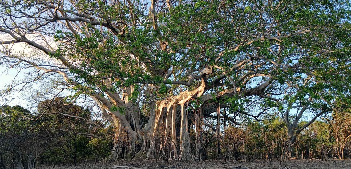 tree with bats