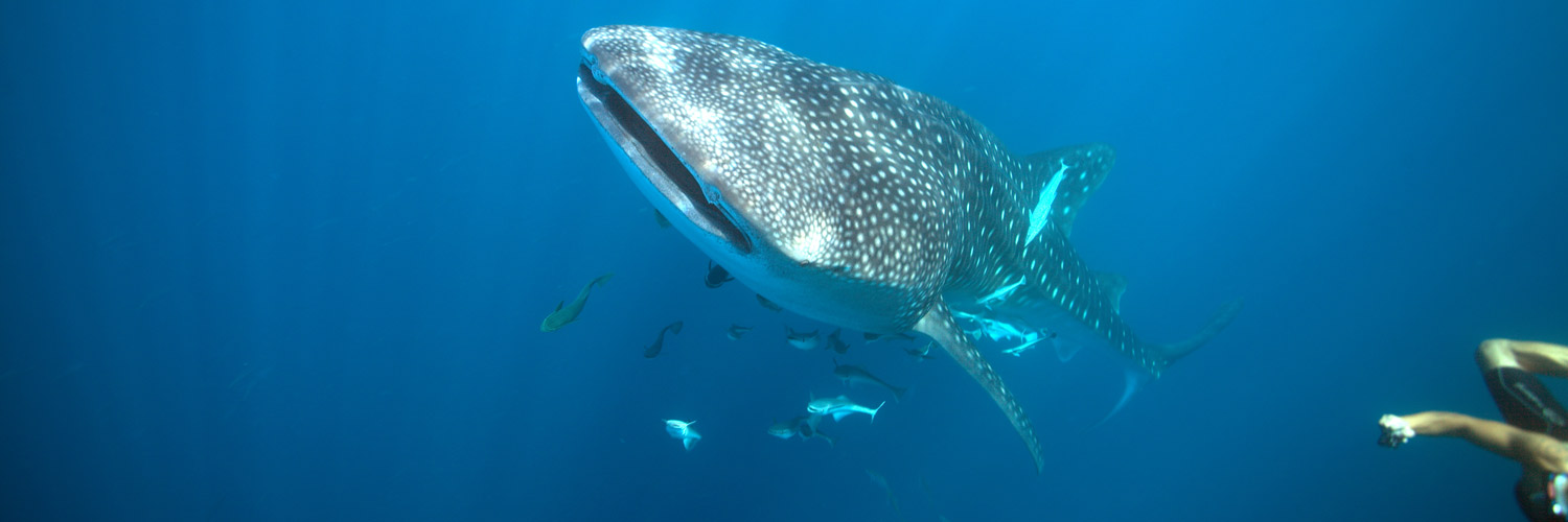 requins baleines