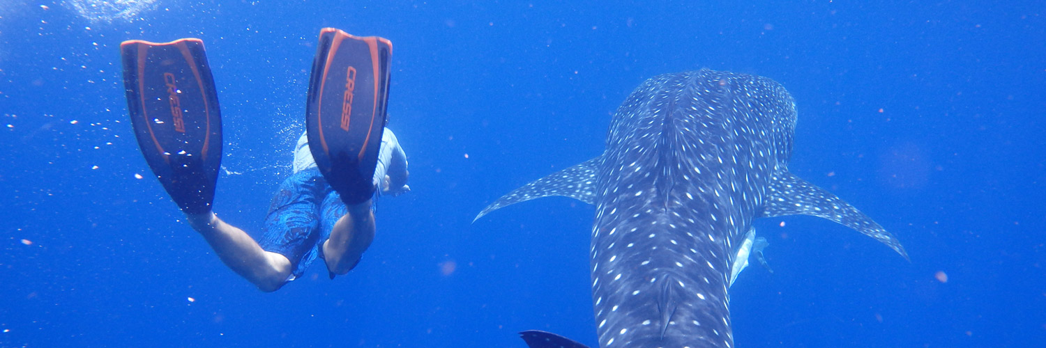 requin baleine