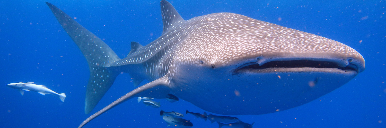 requins baleines avec des nageurs