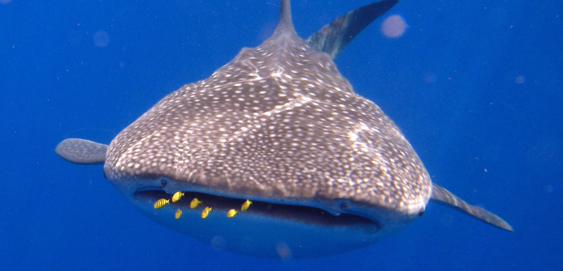 requin-baleine de face