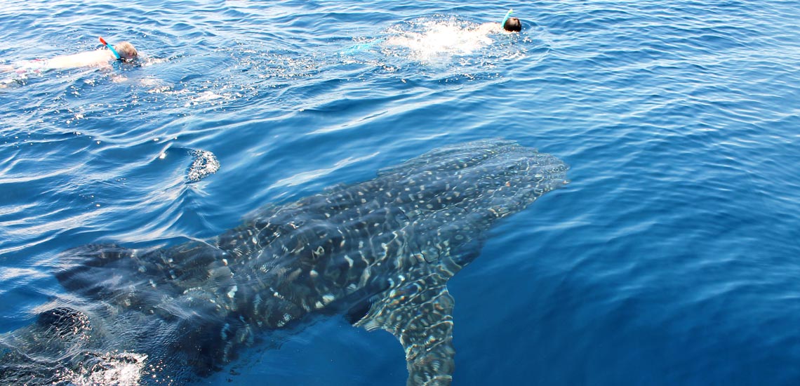 requin-baleine en surface