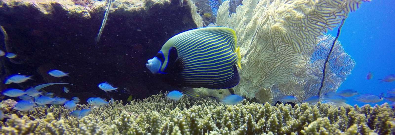 tanikely corail poisson